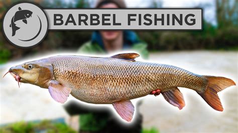 barbels of fish|Barbels Fish: Everything You Need To Know .
